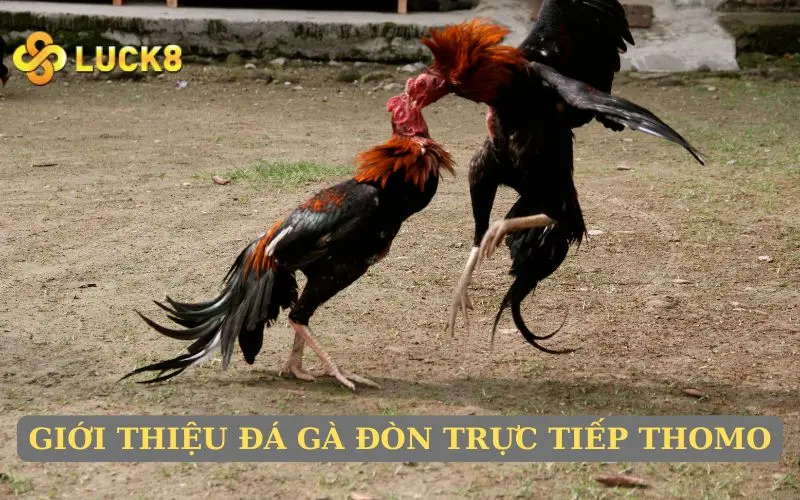 Giới thiệu về đá gà đòn trực tuyến