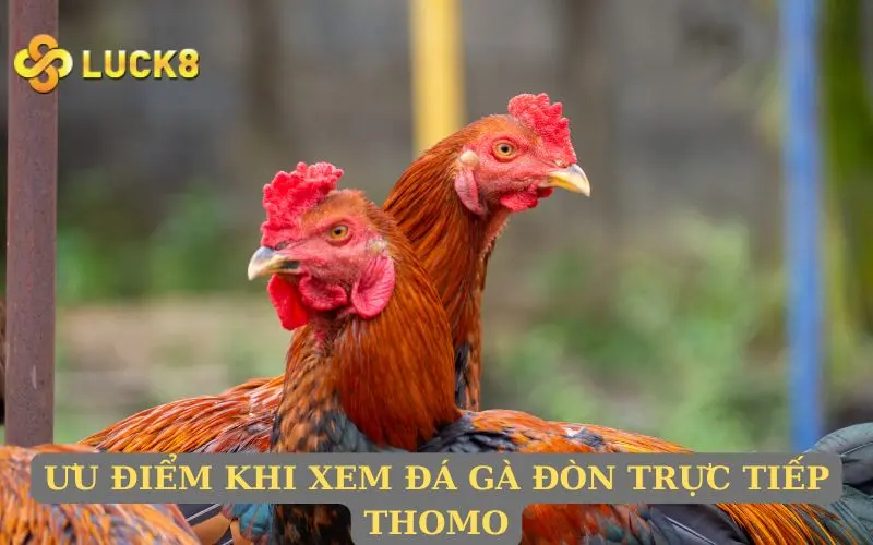 Ưu điểm khi xem đá gà đòn trực tiếp Thomo