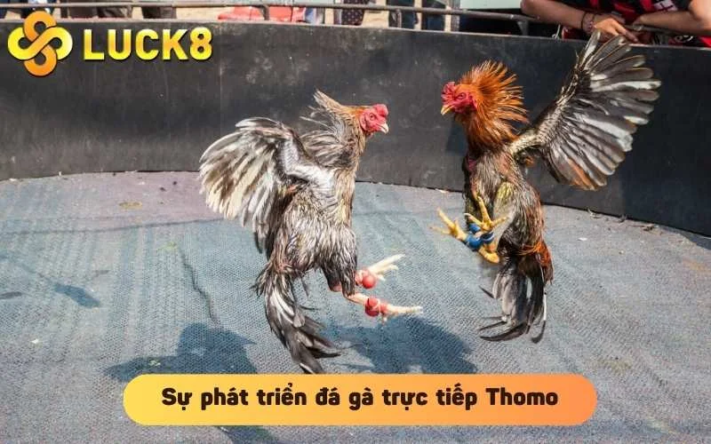 Sự phát triển đá gà trực tiếp Thomo hôm nay