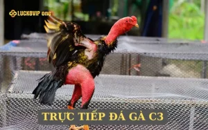 Trực Tiếp Đá Gà C3