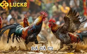 Đá gà C2