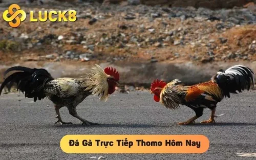 Đá Gà Trực Tiếp Thomo Hôm Nay